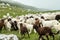 Agricultural landscape flock of sheeps