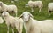 Agricultural landscape flock of sheeps