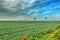 Agricultural landscape in Poland