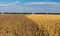 Agricultural landscape with ripe maize and sunflower field