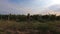 Agricultural landscape with rows of grape trunks, trucking