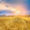 Agricultural landscape with straw field and sunrset