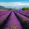 Agricultural landscape with stunning lavender rows in Provence, France