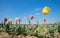 Agricultural landscape, tulips for self cutting and blue sky