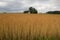 Agricultural landscape - a vast golden barley field nearing harvest
