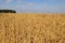 Agricultural landscape - a vast golden wheat field ready for harvest