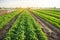 Agricultural landscape with vegetable plantations. Growing organic vegetables in the field. Farm agriculture. Potatoes and carrot