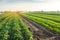 Agricultural landscape with vegetable plantations. Growing organic vegetables in the field. Farm agriculture. Potatoes and carrot