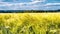 Agricultural landscape with wheat field. Timelapse