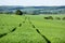 Agricultural landscape. Wheel trail in field of green wheat in bright summer day