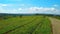 Agricultural landscapes with spices fields of kencur, natural background, green land beamed.