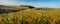 Agricultural landscapes. Yellow green ripening soybeans and dry sunflower