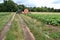 Agricultural machine in a field for irrigation of plantations