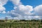 Agricultural nurseries and plants in a field ,rural landscape.