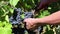 Agricultural Occupation Worker Grape Harvest Okangan Valley