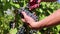 Agricultural Occupation Worker Grape Harvest Okangan Valley