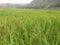 agricultural Paddy cultivation matamuhori