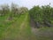 Agricultural path, to the right of it young apple trees standing shortly before the flowering, to the left of them blossoming cher