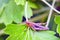 Agricultural pest Grasshopper or locust sitting on grass