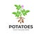 Agricultural plant potatoes with flowers and fruits, logo design. Organic and natural potato plant and food, rustic or farming fie