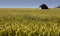 Agricultural plants (field)