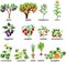 Agricultural plants. Set of different vegetable and fruit plants and trees with green leaves and harvest