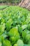 Agricultural plots green lettuce