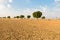 Agricultural ploughed land field in desert