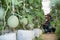 Agricultural researcher with the tablet slowly inspect plants.