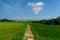 agricultural road infrastructure with green yellow rice with blue sky in the agricultural sector in bengkulu, indonesia