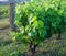 Agricultural and rural motive with vineyard in the foreground