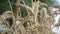 Agricultural Rural Ripe Wheat Field