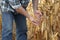 Agricultural scene, farmer or agronomist inspect damaged corn field