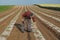 Agricultural scene, farmer in melon field inspecting plant