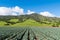 Agricultural scene of rows of broccoli plants pointing in perspective to beautiful green hills and mountains
