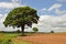 Agricultural scenery in the English countryside.