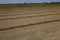 Agricultural scenery with a newly planted potato crop