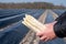 Agricultural seasonal farm worker holding in hands bunch of fresh white asparagus, new harvest in Europe