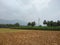 agricultural sector, plantain farming in Kanyakumari district, Tamil Nadu