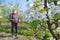 Agricultural senior worker in a blossom apple orchard spraying pesticide