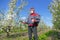 Agricultural senior worker in a blossom apple orchard spraying pesticide