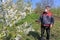 Agricultural senior worker in a blossom cherry orchard spraying pesticide