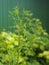 Agricultural spring background. Plant the parsley seasoning herb, in the second year grow a tall stalk, ready for flowering