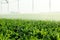 An agricultural sprinkler system irrigating a field of Idaho sugar beets.