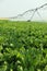 An agricultural sprinkler system irrigating a field of Idaho sugar beets.