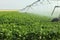 An agricultural sprinkler system irrigating a field of Idaho sugar beets.