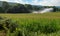 Agricultural sprinkler watering corn