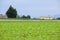 agricultural summer landscape