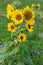 Agricultural sunflower on a natural blurry background.