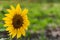 Agricultural sunflower on a natural blurry background.